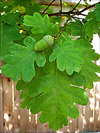English Oak